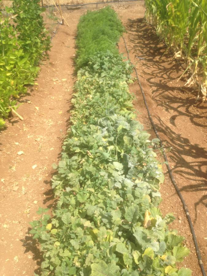 Relax In 'Crazy Farm' Βίλα Asprokhorion Εξωτερικό φωτογραφία